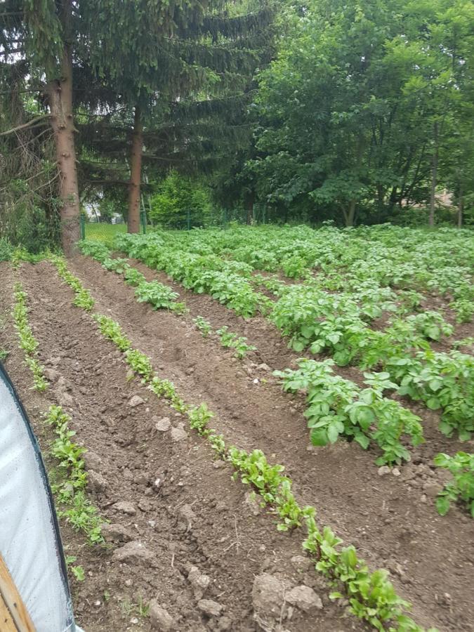 Wczasowisko Karola Appartamento Lubomierz  Esterno foto